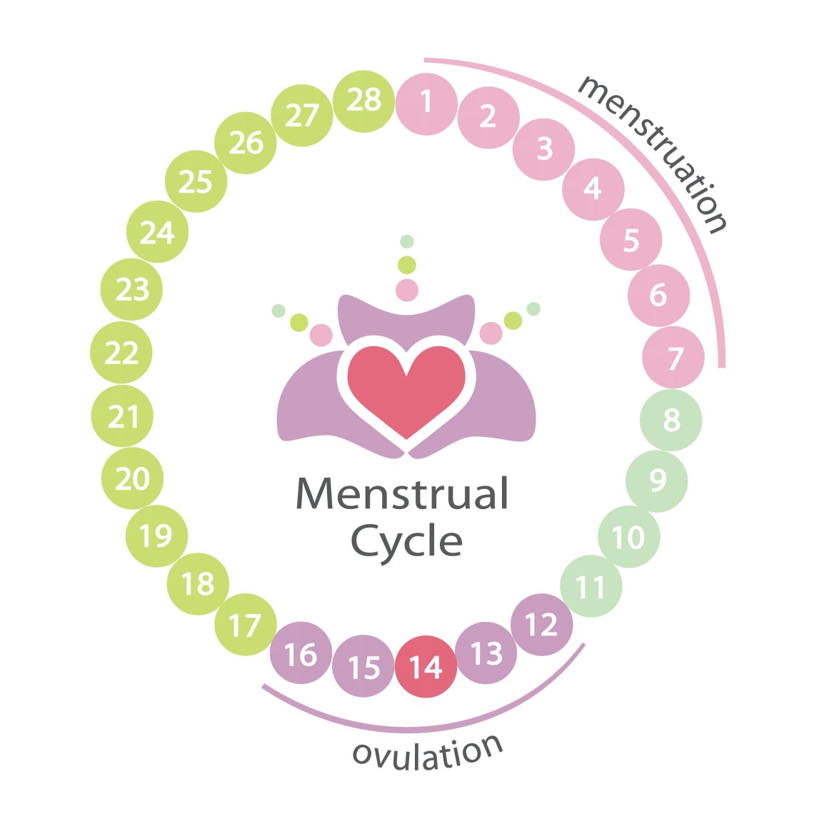 faze menstruace