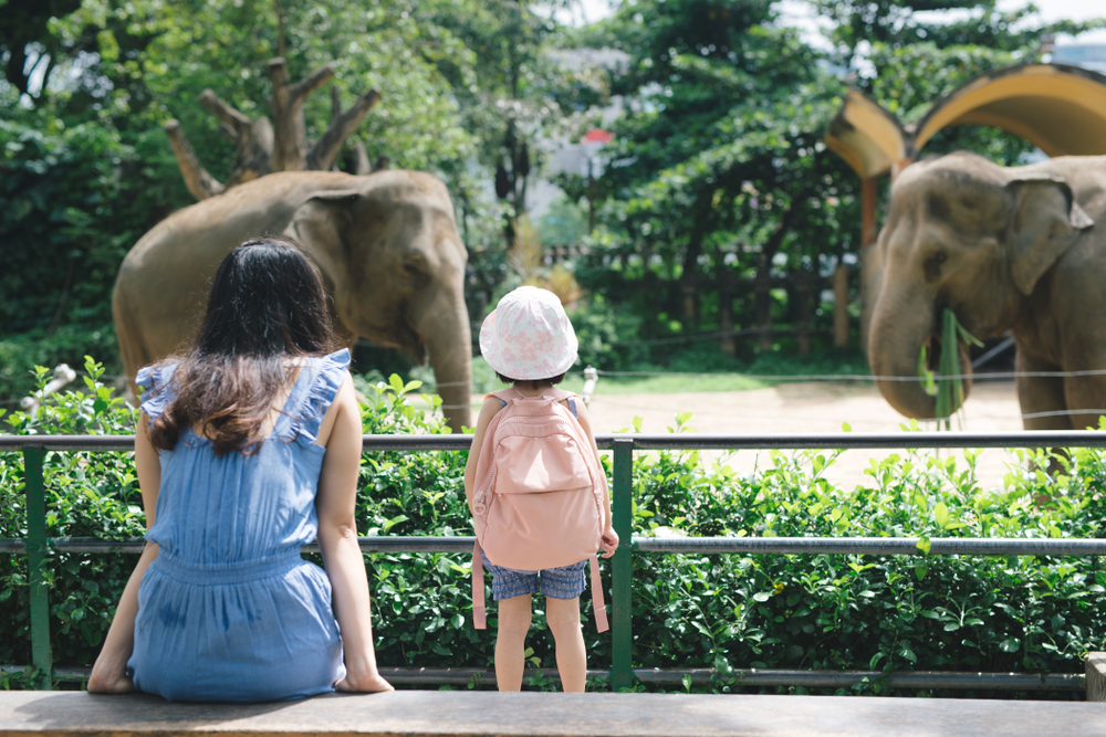 zoo slony